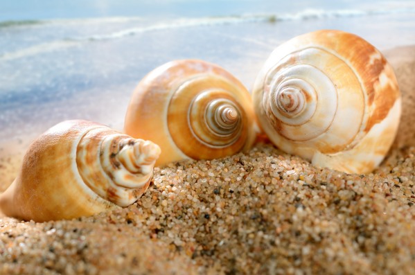 Coming Out Of Your Shell | Ashwood Therapy Blog